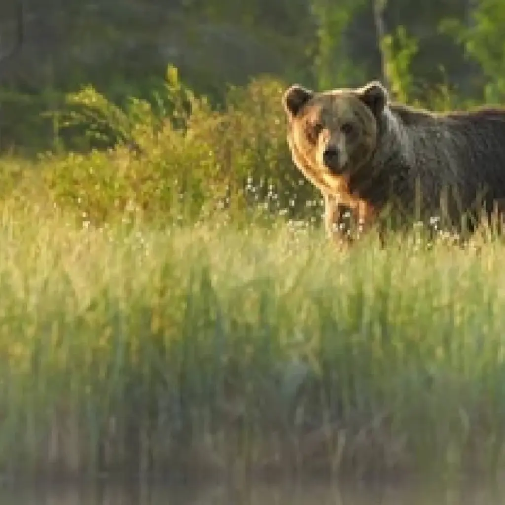 Explore Anchorage: Kenai Fjords & Denali National Park 5 Day/4 Night Adventure for 5 days with BrushBuck Wildlife Tours and discover unforgettable experiences - Photo 2