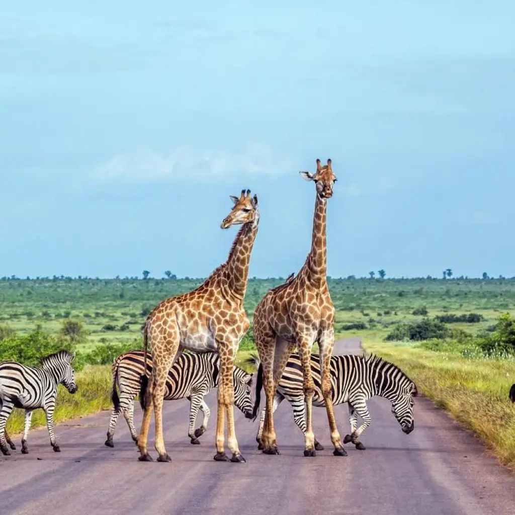 Explore South Africa Garden Route to Kruger National Park 8 Day Adventure for 8 days with BrushBuck Wildlife Tours and discover unforgettable experiences - Photo 2