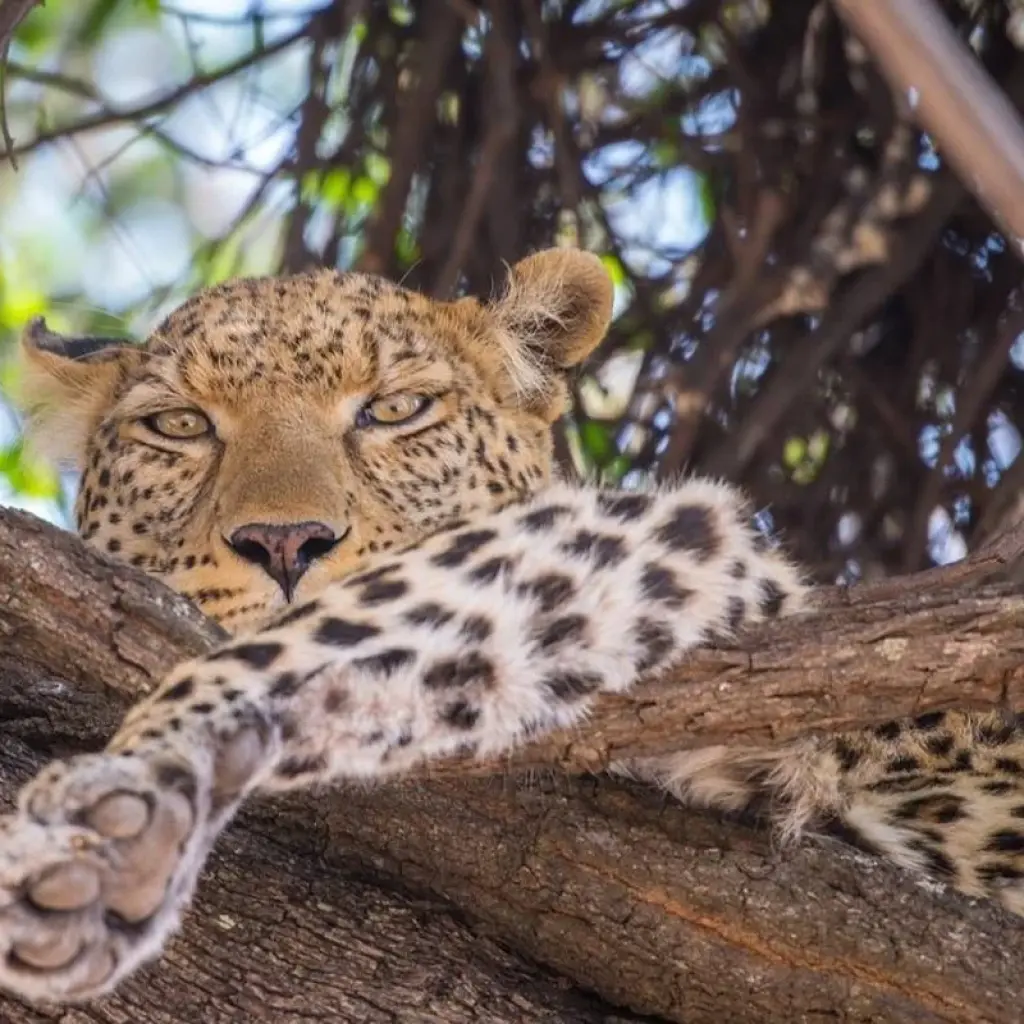 Explore BOTSWANA – Moremi Reserve Chobe NP Photographic Safari for 10 days with Bucket List Group Travel LLC and discover unforgettable experiences - Photo 2