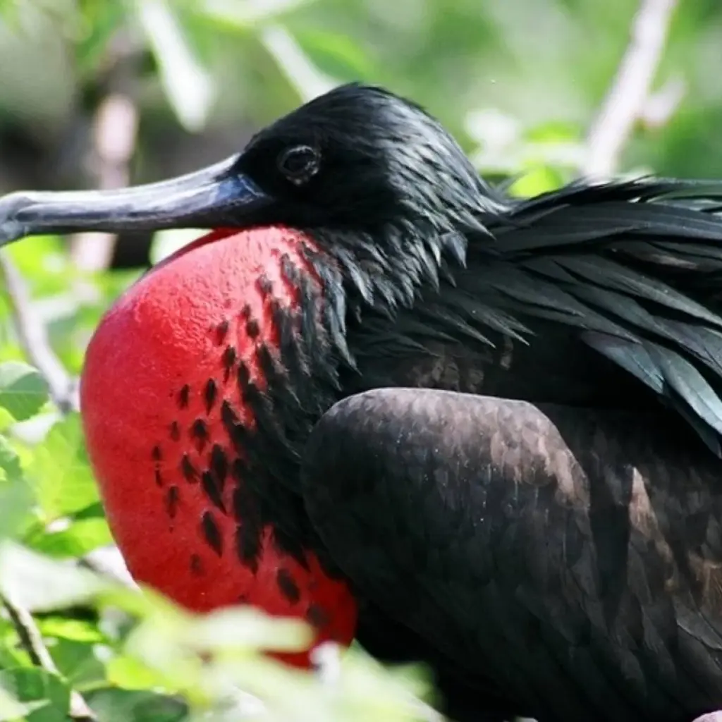 Explore GALAPAGOS – Islands Hopping with Ecuador for 7 days with Bucket List Group Travel LLC and discover unforgettable experiences - Photo 2