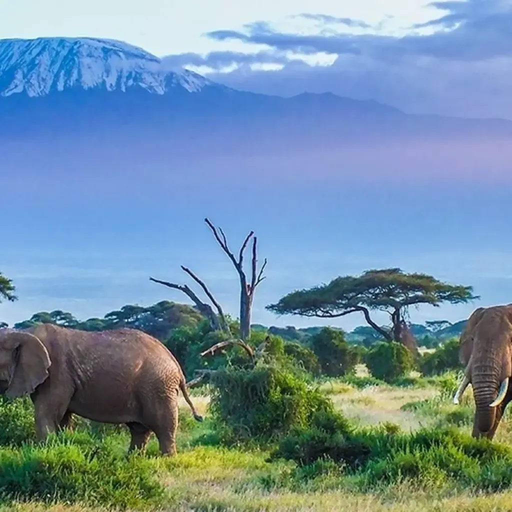 Explore TANZANIA – Serengeti Ngorongoro Safari with Zanzibar for 9 days with Bucket List Group Travel LLC and discover unforgettable experiences - Photo 2