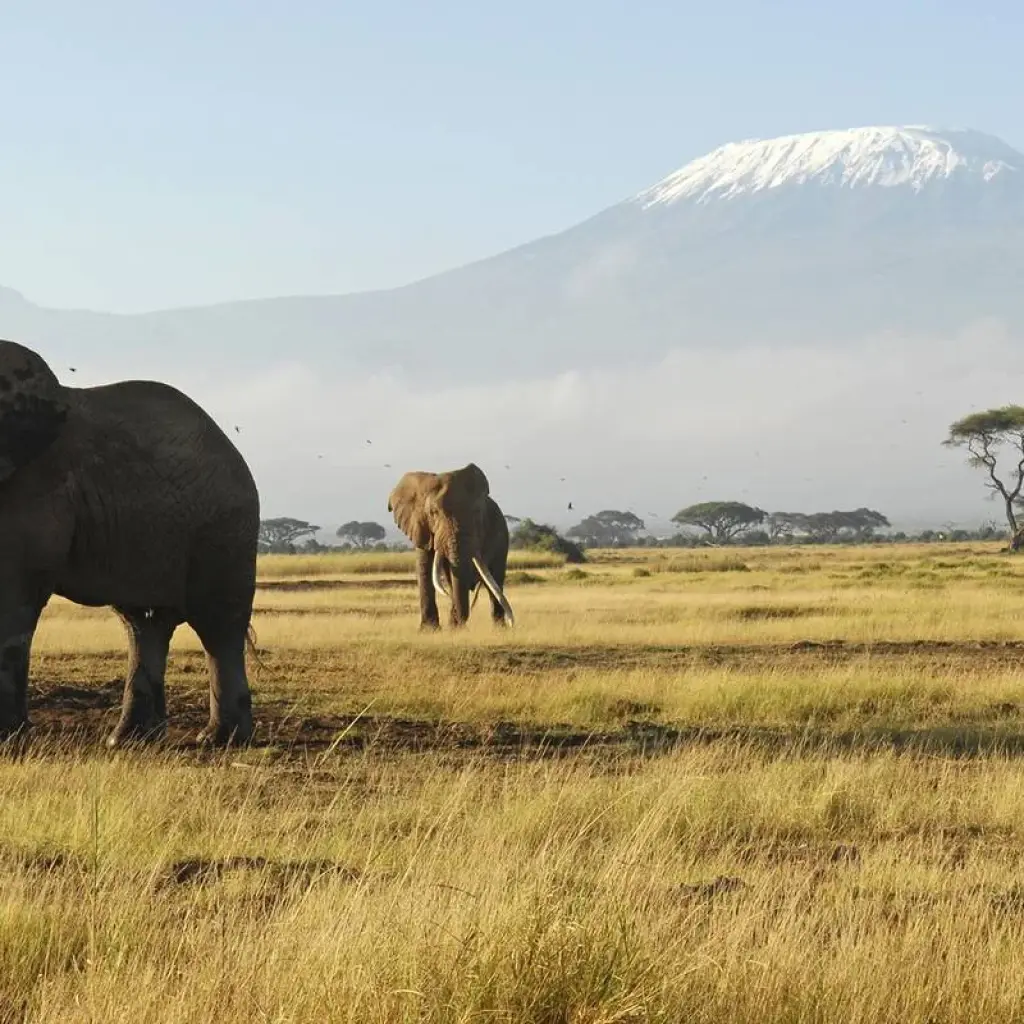 Explore 6 days Masai Mara Nakuru and Amboseli mid range Joining Safari for 6 days with CKC Tours & Travel and discover unforgettable experiences - Photo 2