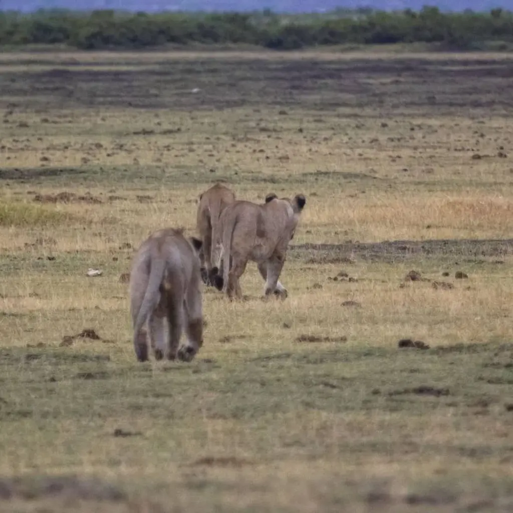 Explore 5 Days Kenya medium range safari for Amboseli and Tsavo Parks from Nairobi to Mombasa for 5 days with CKC Tours & Travel and discover unforgettable experiences - Photo 2