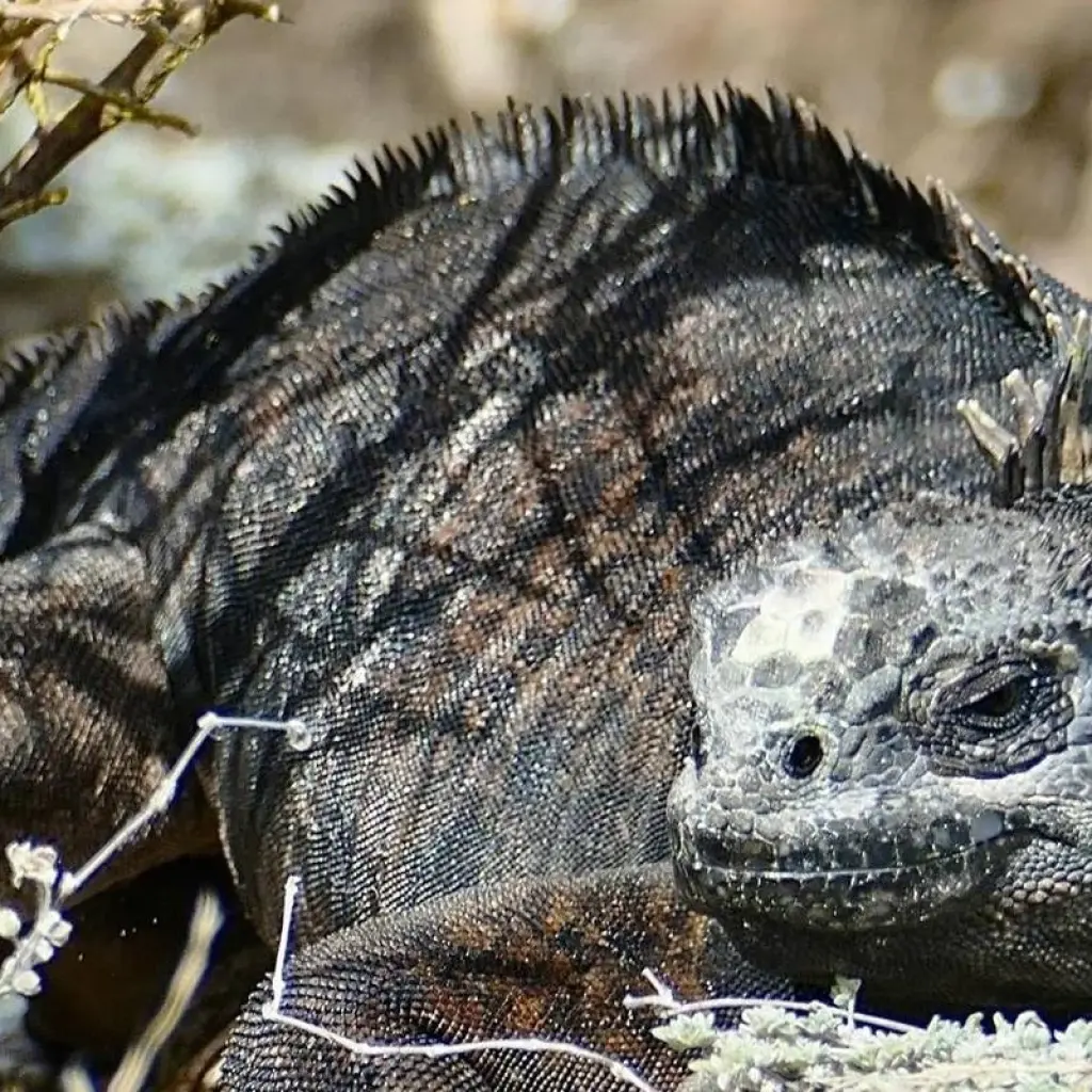 Explore 8-day Galapagos Fantastic Tour (Private Tour) for 8 days with Cami Adventures and discover unforgettable experiences - Photo 2