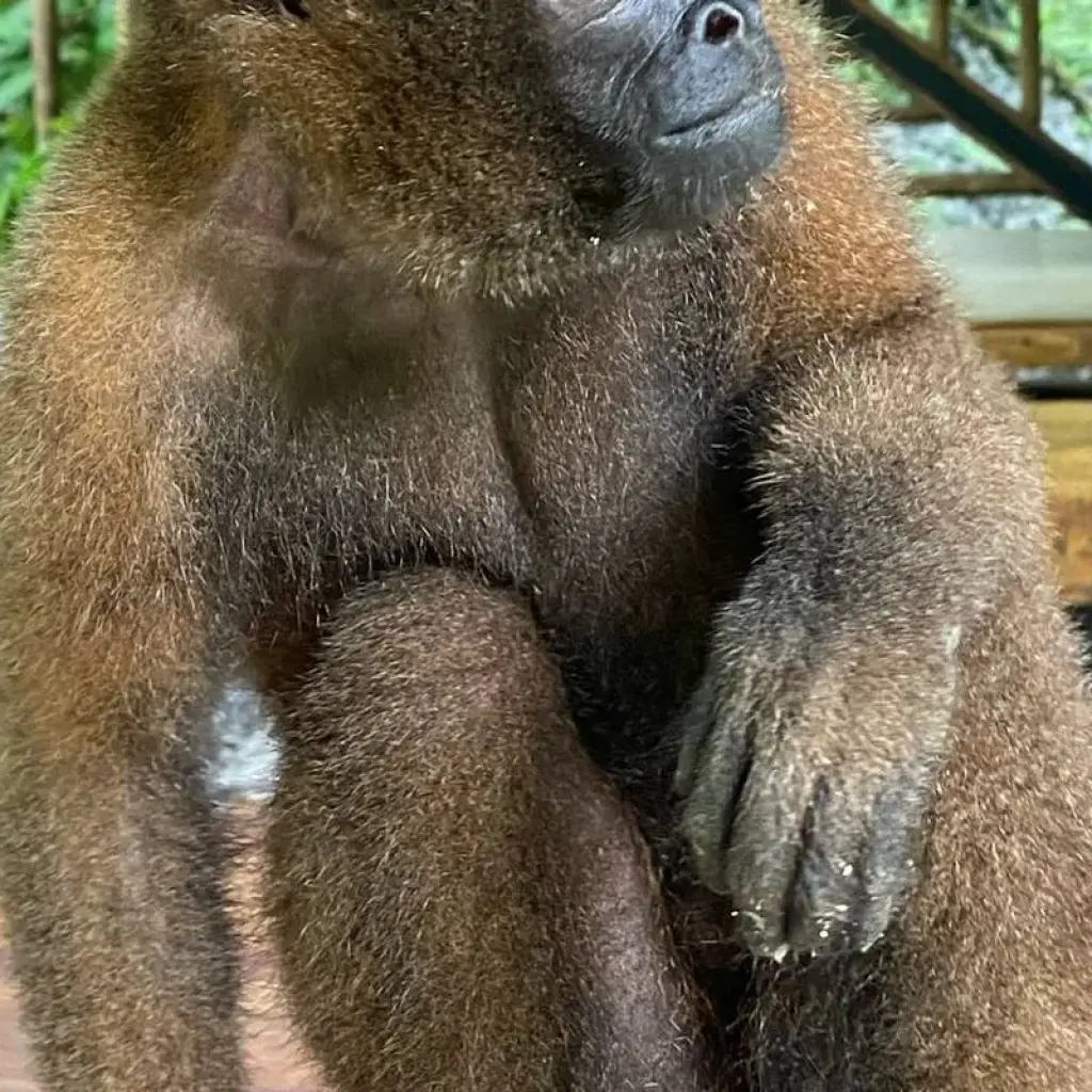 Explore Amazon Jungle - Kayak & Rafting - 6 days for 6 days with Cami Adventures and discover unforgettable experiences - Photo 2