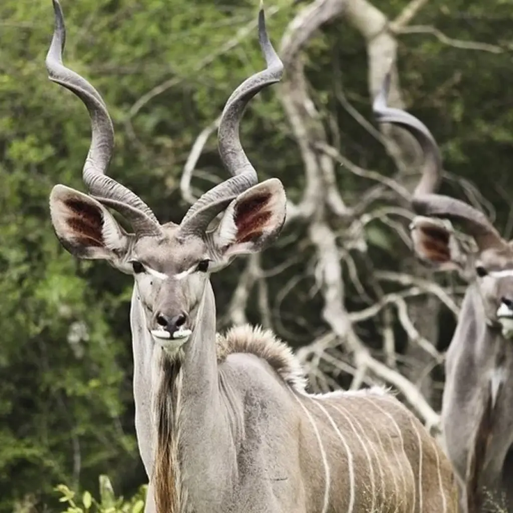 Explore 5 Day Cape to Addo Safari Tour  (Return) for 5 days with Cape Xtreme and discover unforgettable experiences - Photo 2