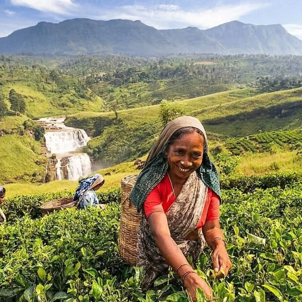 Explore Wonder Of Sri Lanka for 8 days with Capital Lanka Tours and discover unforgettable experiences - Photo 2