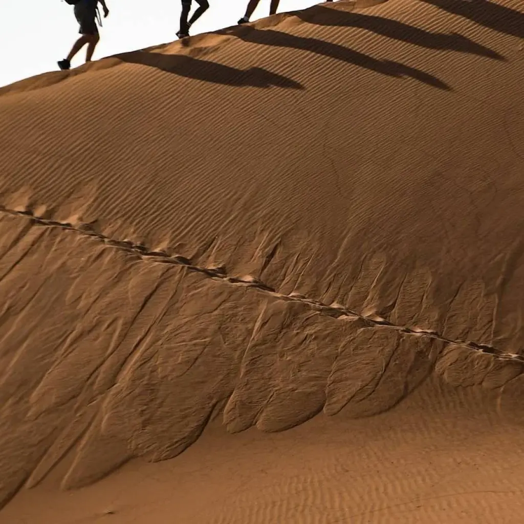 Explore 6 Day Dunes & Wildlife Accommodated Safari for 6 days with Chameleon Safaris Namibia and discover unforgettable experiences - Photo 2