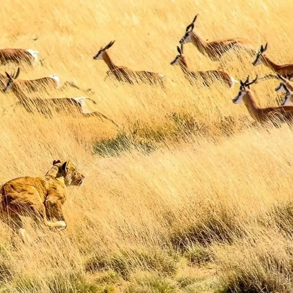 Explore Etosha - 19 days Adventure for 19 days with Chamaeleon and discover unforgettable experiences - Photo 2