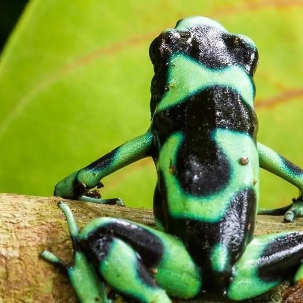 Explore Monteverde Adventure Trip (14 days) for 14 days with Chamaeleon and discover unforgettable experiences - Photo 2