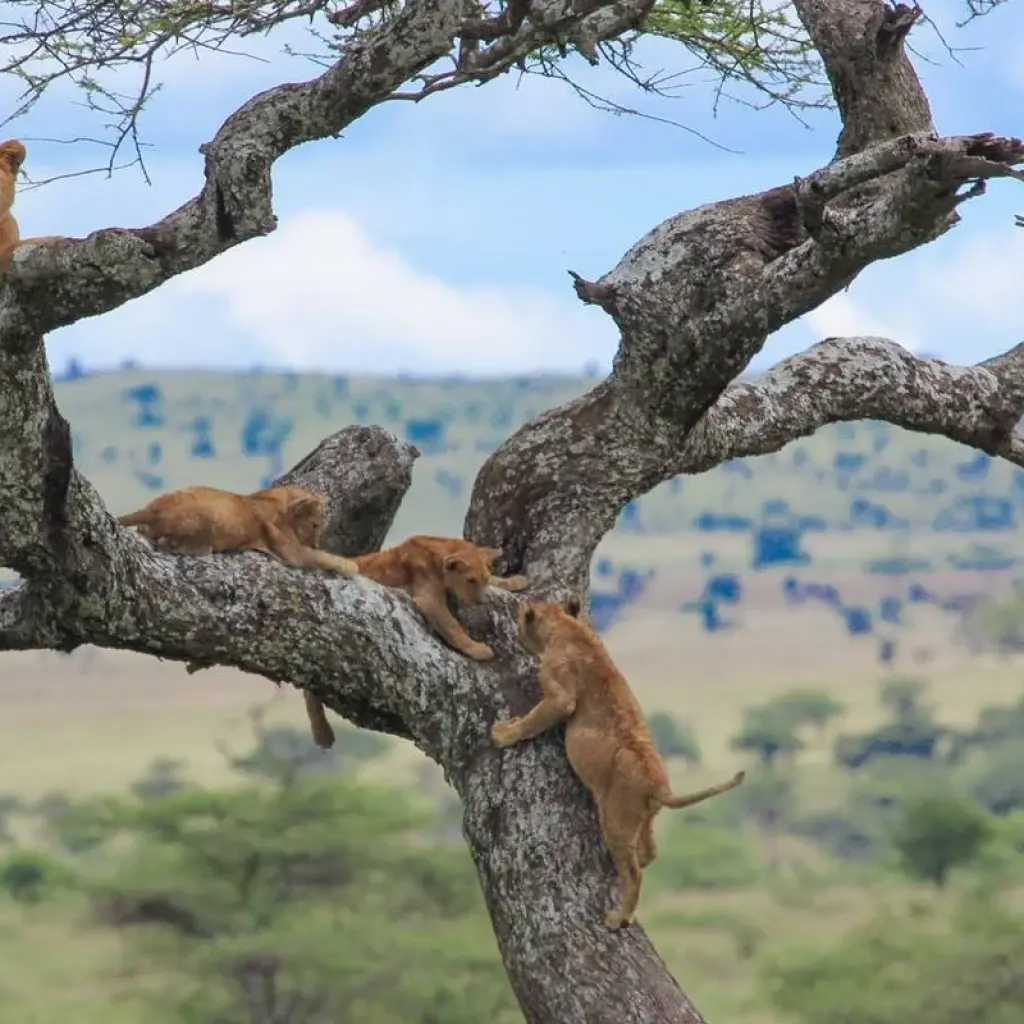 Explore Classic Best Adventure Kenya and Tanzania, 2024- Luxury Accomodation Properties. for 12 days with Classic Journeys Africa Ltd and discover unforgettable experiences - Photo 2