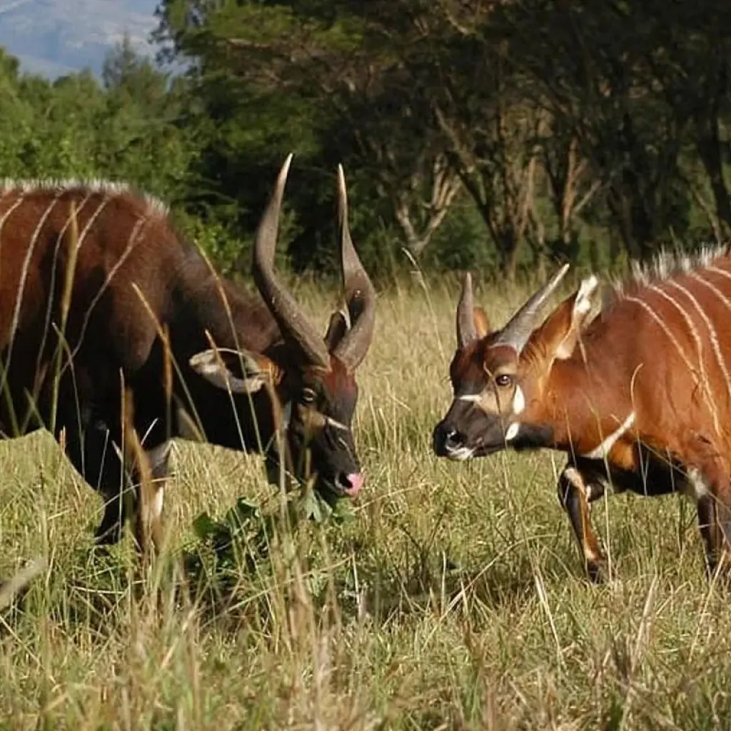 Explore 8 Days Kenya Classic for 8 days with Classic Journeys Africa Ltd and discover unforgettable experiences - Photo 2