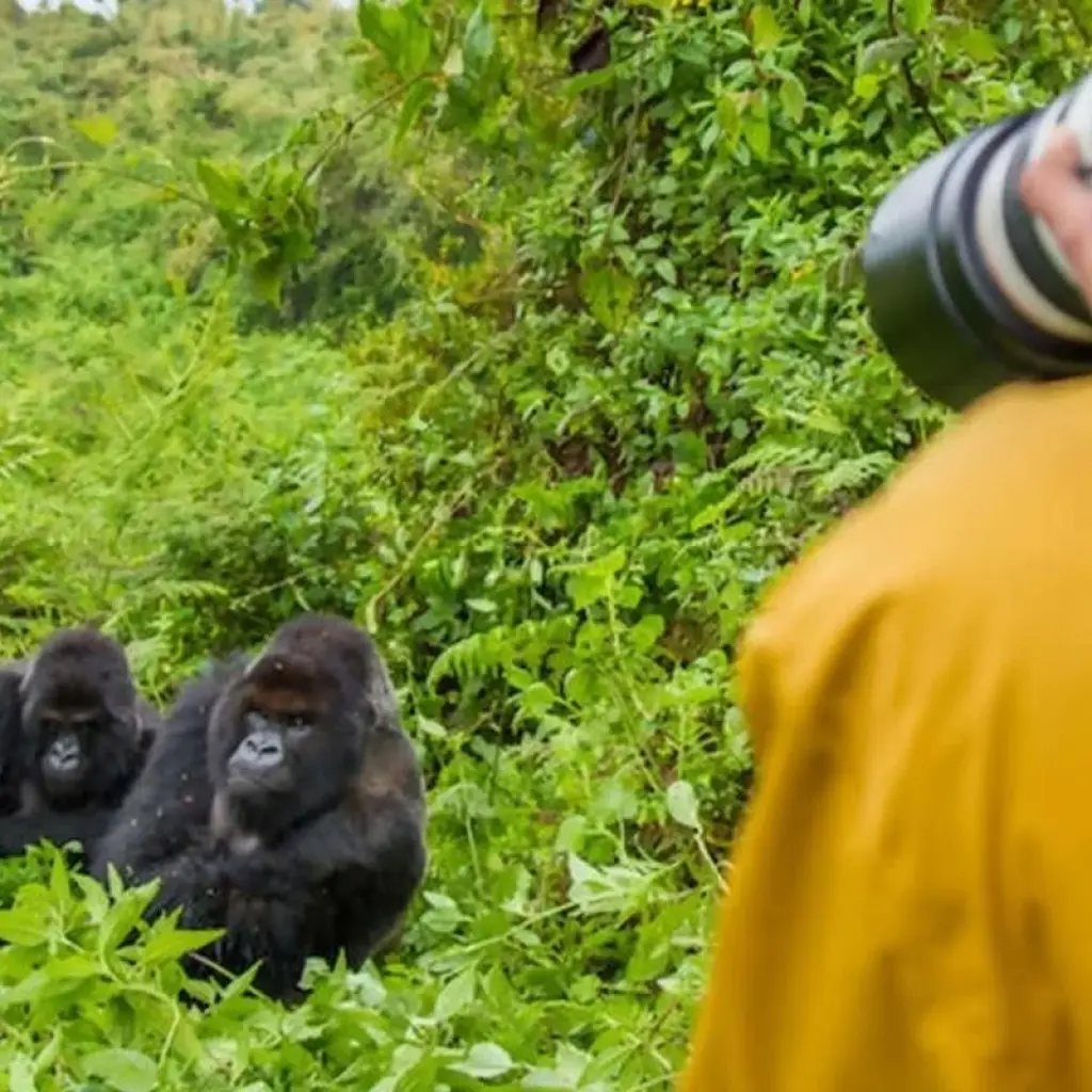 Explore 4 Days Rwanda Itinerary Gorilla Experience- High End Accommodation for 4 days with Classic Journeys Africa Ltd and discover unforgettable experiences - Photo 2