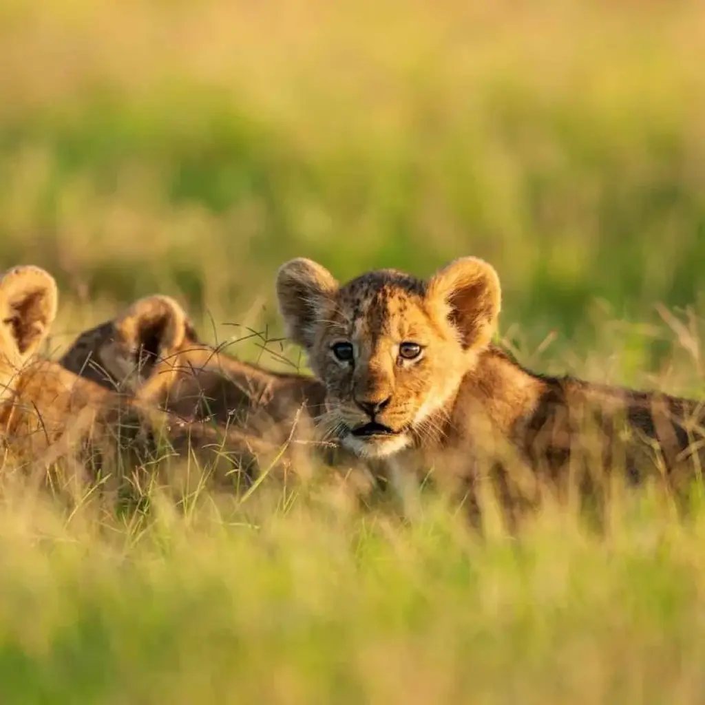 Explore 6 DAYS AFFORDABLE CLASSIC KENYA SAFARI for 6 days with Classic Journeys Africa Ltd and discover unforgettable experiences - Photo 2