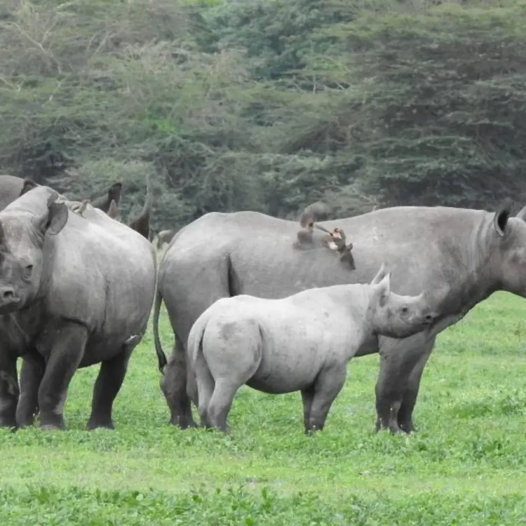 Explore 8 Days Classic Best of  Northern Tanzania for 8 days with Classic Journeys Africa Ltd and discover unforgettable experiences - Photo 2