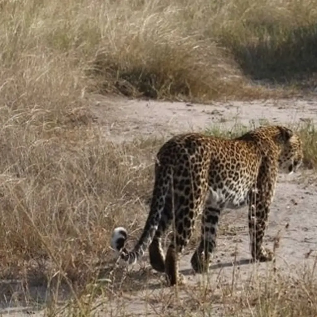 Explore Classic Kenya and Tanzania Series for 13 days with Classic Journeys Africa Ltd and discover unforgettable experiences - Photo 2