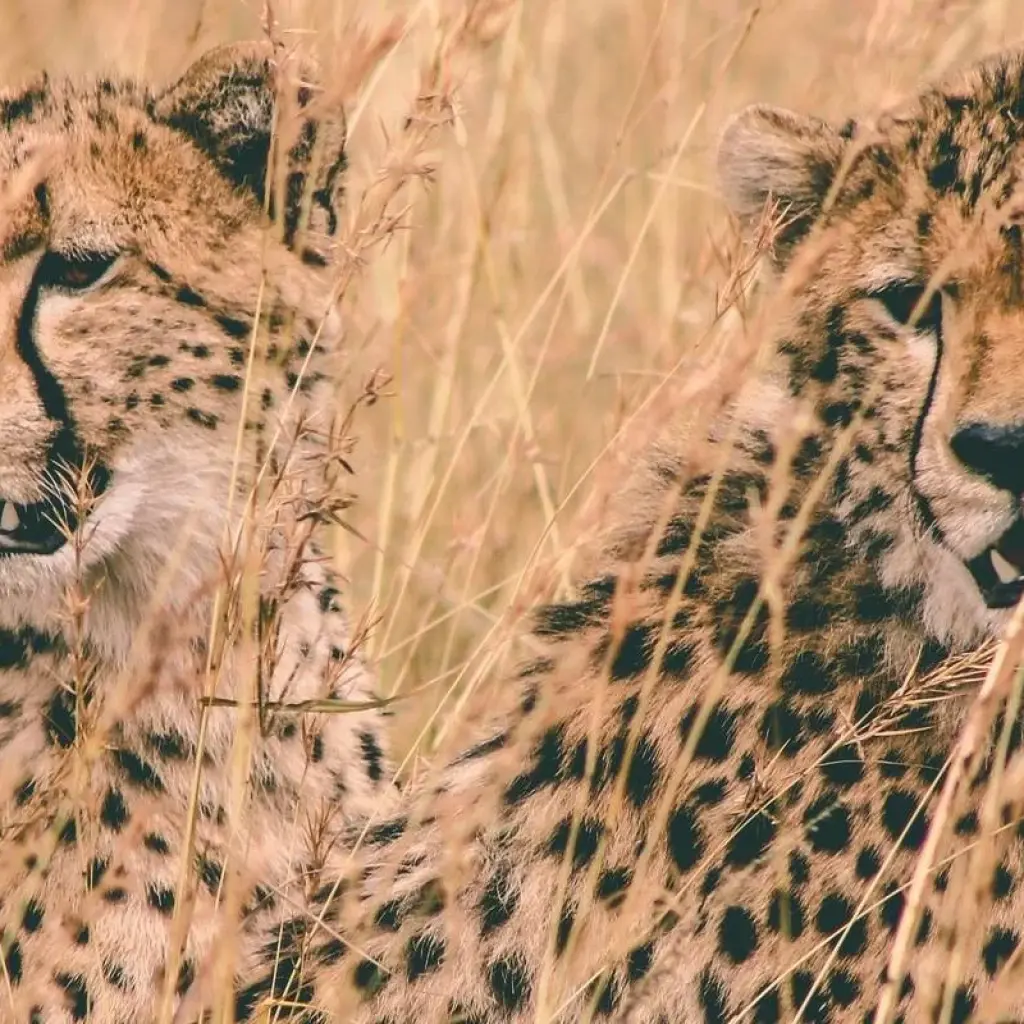 Explore Classic Heart of Kenya and Tanzania Safari for 10 days with Classic Journeys Africa Ltd and discover unforgettable experiences - Photo 2