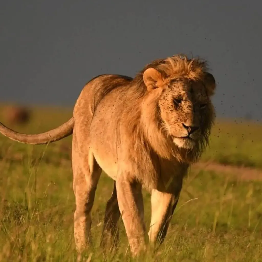 Explore Classic Rhapsody Masai Mara Safari for 4 days with Classic Journeys Africa Ltd and discover unforgettable experiences - Photo 2