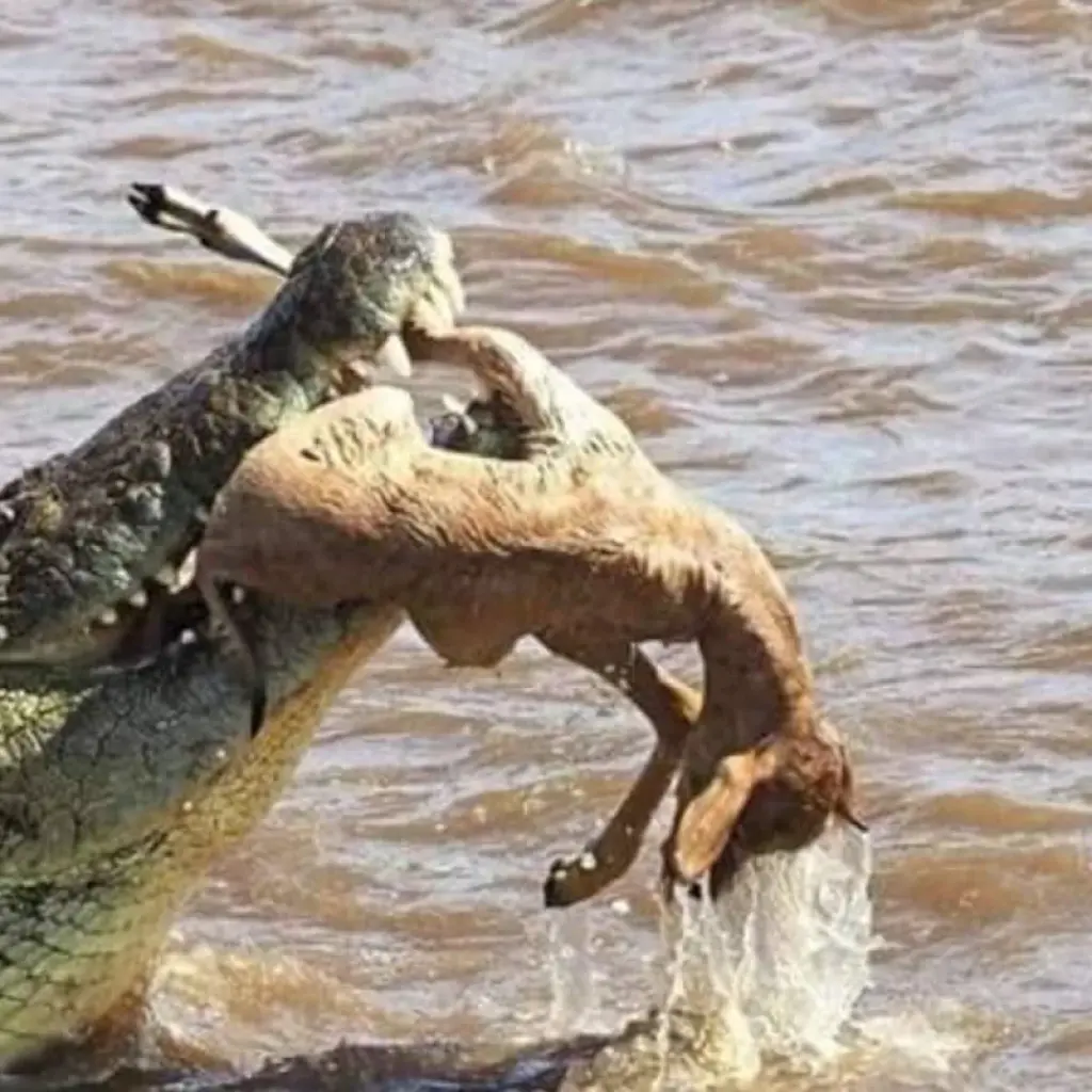 Explore 15 Days Climbing Marangu Routes, Wilderness Safari, Coffee & Cultural Tour for 15 days with Click Expeditions and discover unforgettable experiences - Photo 2