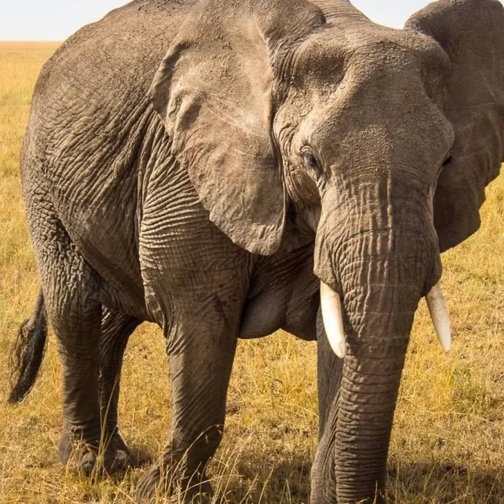 Explore 6 Days Migration Safari for 6 days with Click Expeditions and discover unforgettable experiences - Photo 2