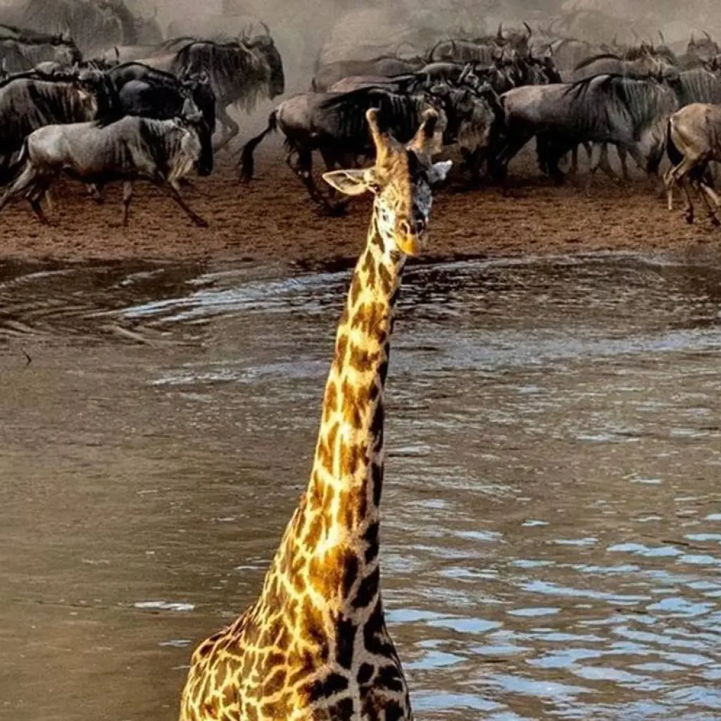 Explore Cycling from Kilimanjaro to Ngorongoro Crater for 7 days with Click Expeditions and discover unforgettable experiences - Photo 2