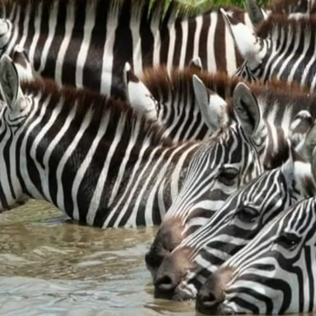 Explore 5  Days Zanzibar Beach for 5 days with Click Expeditions and discover unforgettable experiences - Photo 2