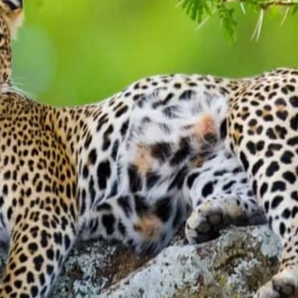Explore 5 Days to Tanzania Wilderness, Coffee Tour & Authentic Cultural Tribes for 5 days with Click Expeditions and discover unforgettable experiences - Photo 2
