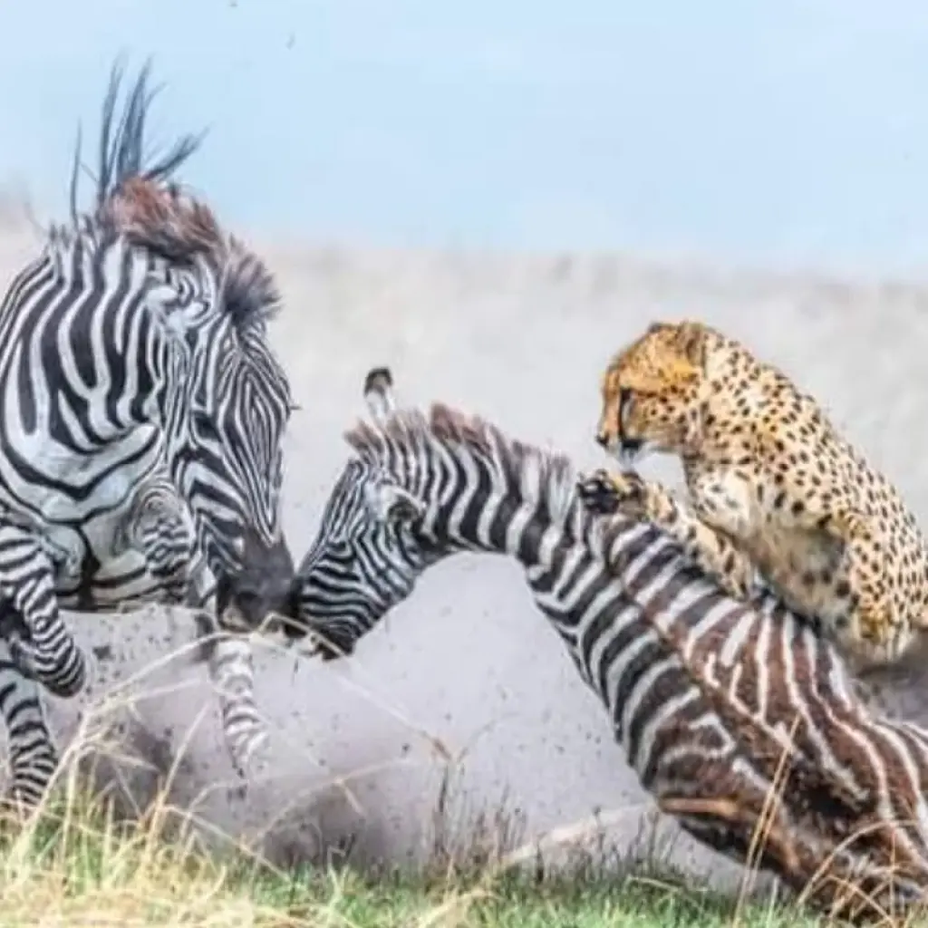 Explore Kenya-7 days featuring classic safari for 7 days with Click Expeditions and discover unforgettable experiences - Photo 2