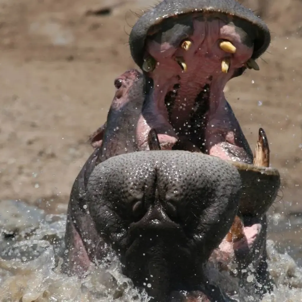 Explore Masai Mara Safari for 4 days with Colibri Travel and discover unforgettable experiences - Photo 2