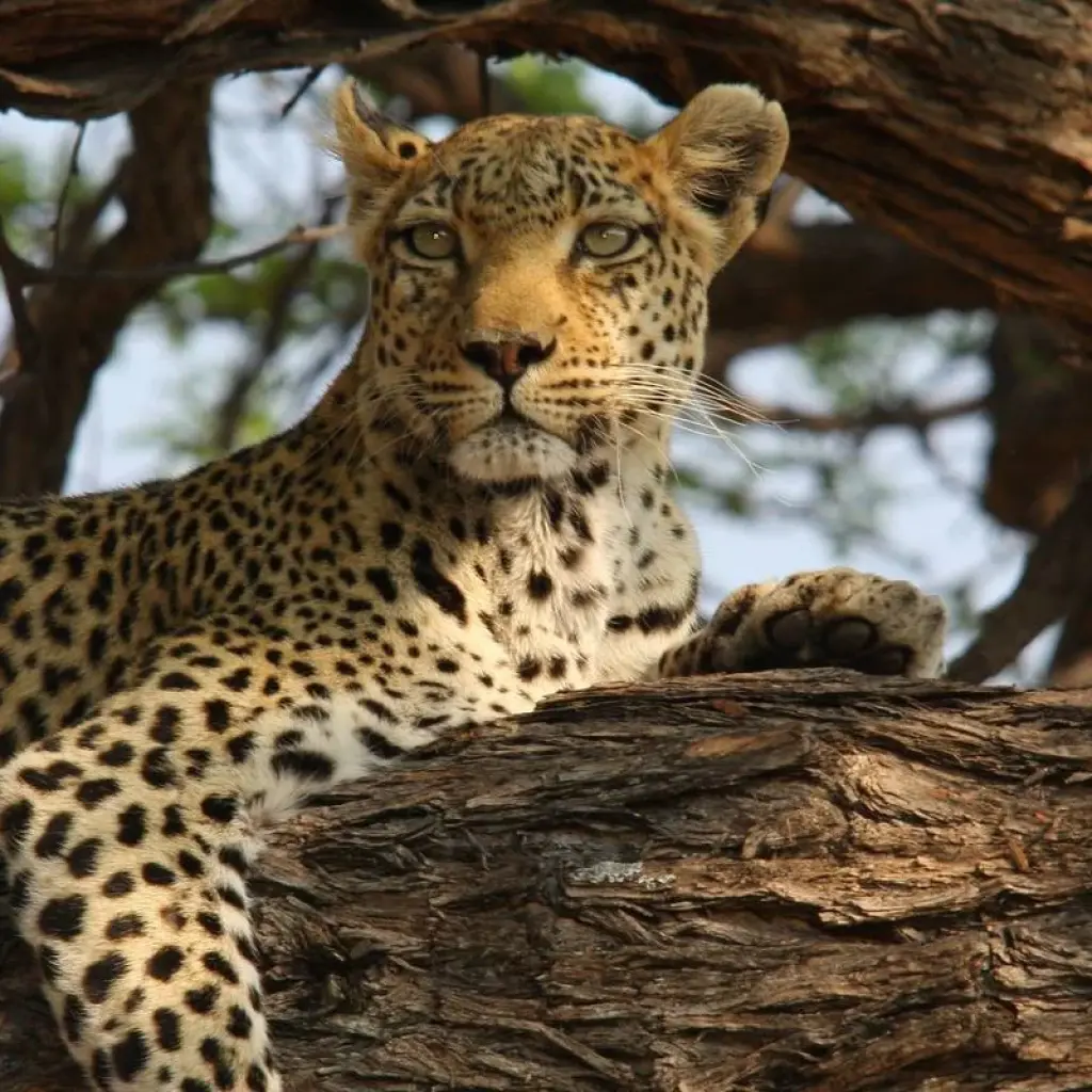 Explore Leopard Safari - 17 days for 17 days with Colibri Travel and discover unforgettable experiences - Photo 2