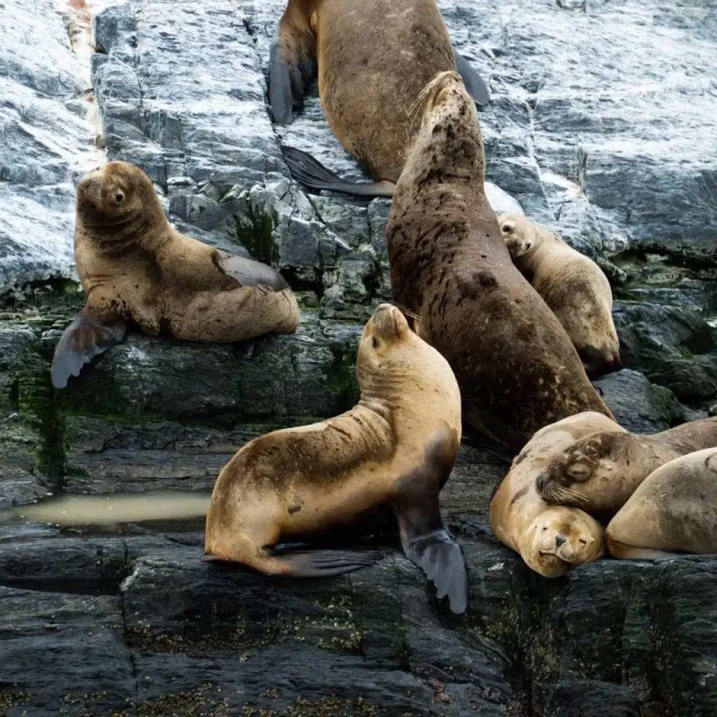 Explore Patagonia: Edge of the World featuring Argentina, Chile, and a 4-Night Patagonia Cruise for 15 days with Collette and discover unforgettable experiences - Photo 2