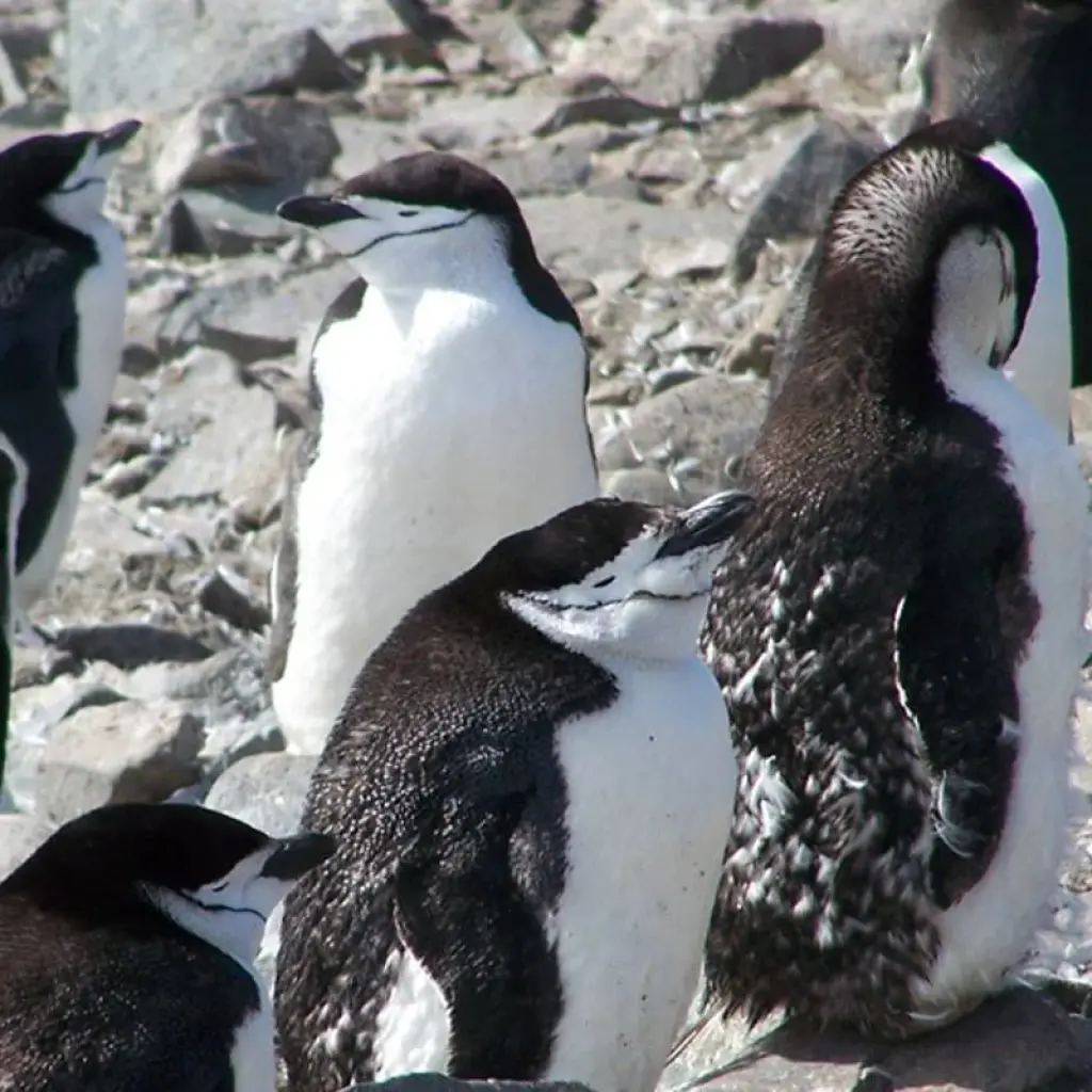 Explore Antarctica: The White Continent  (Buenos Aires to Ushuaia) for 12 days with Collette and discover unforgettable experiences - Photo 2