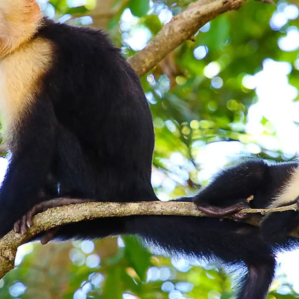 Explore Tropical Costa Rica  (San Jose to Guanacaste) (2025) for 9 days with Collette and discover unforgettable experiences - Photo 2