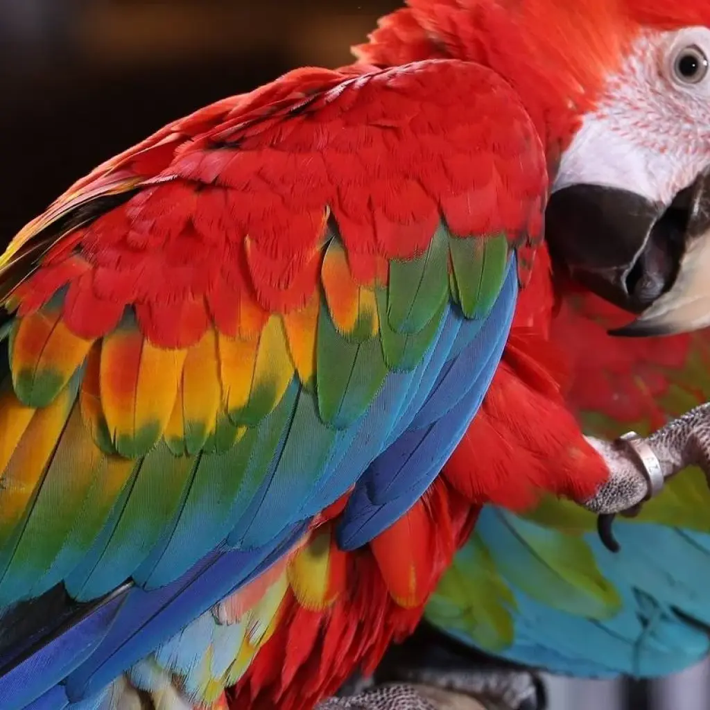 Explore Collpa de Guacamayos 3D/2N for 3 days with CondeTravel and discover unforgettable experiences - Photo 2