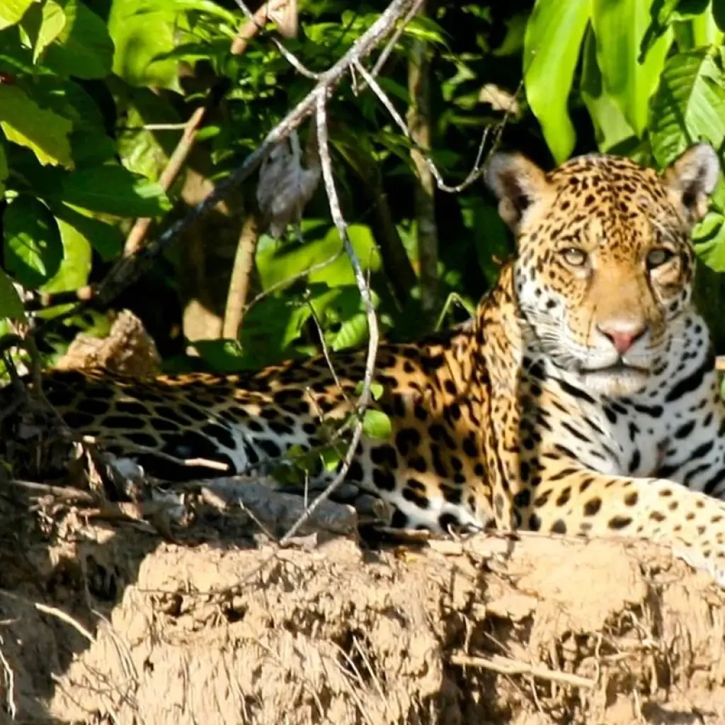 Explore Manu National Park 3D-2N Tour for 3 days with CondeTravel and discover unforgettable experiences - Photo 2