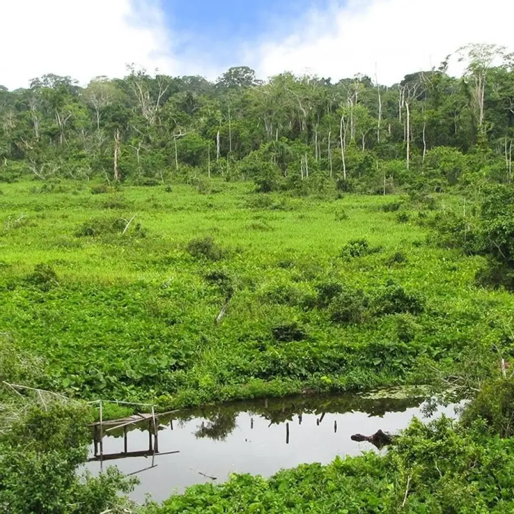 Explore Tambopata macaw clay lick 2D-1N for 2 days with CondeTravel and discover unforgettable experiences - Photo 2