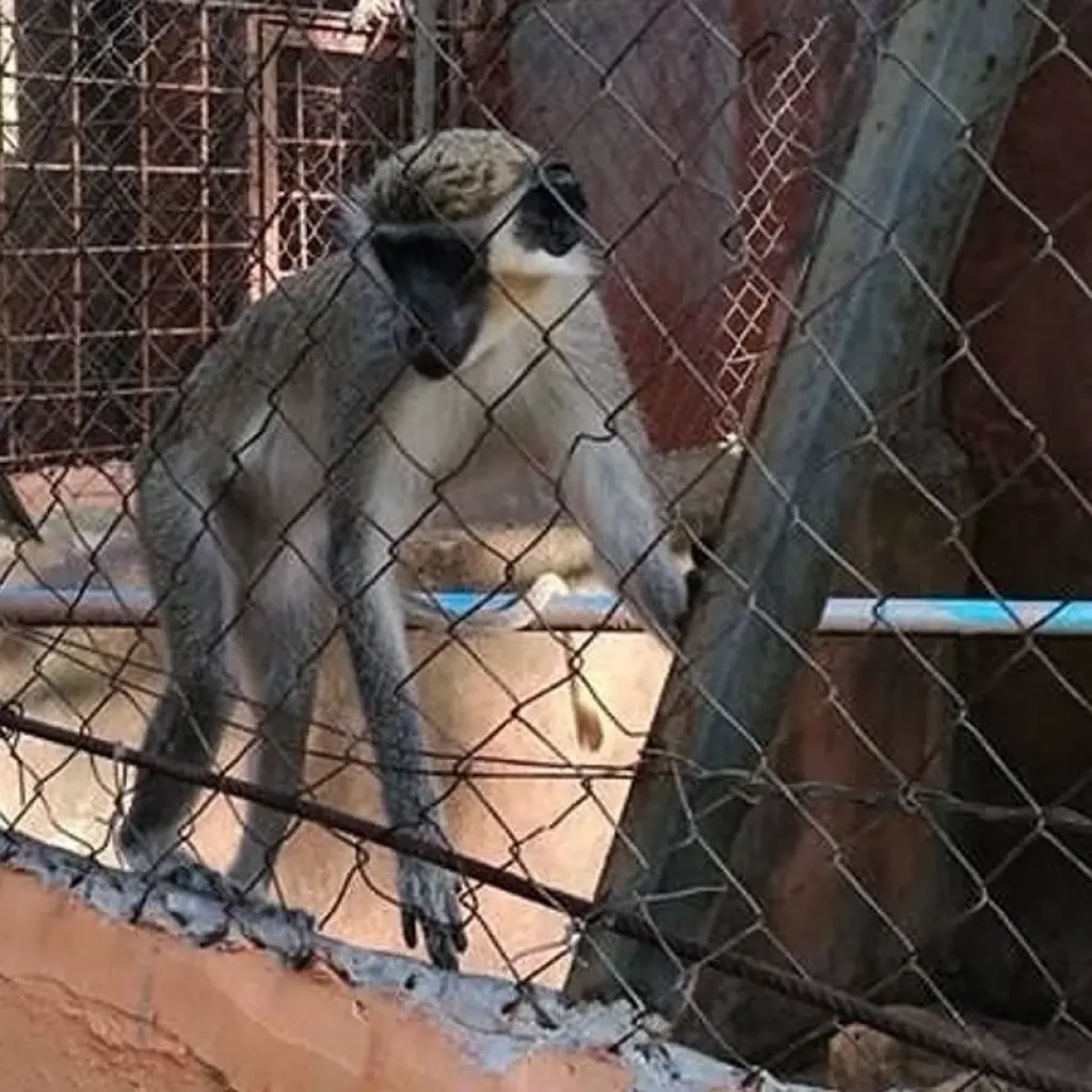 Explore Explore Cote D’Ivoire – 10 Days for 10 days with Continent Tours and discover unforgettable experiences - Photo 2