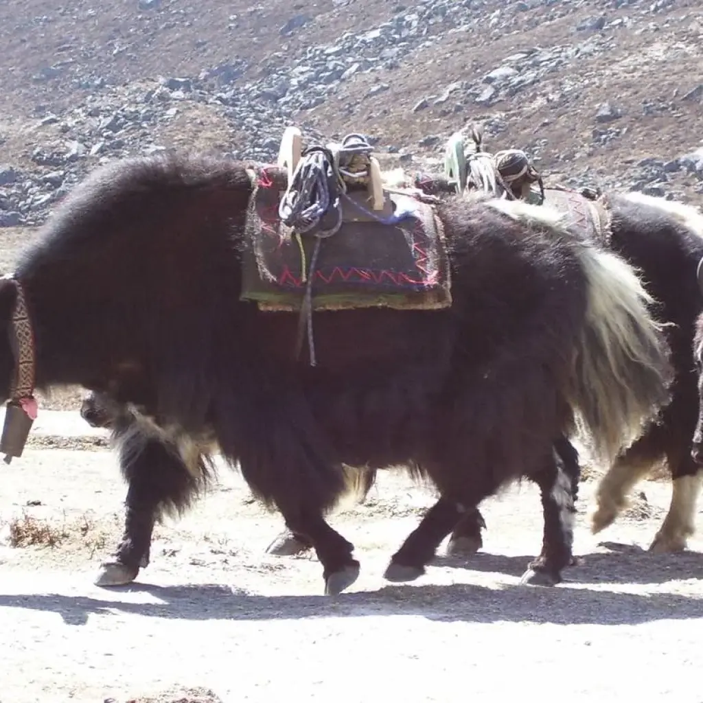 Explore Everest Base Camp Trek (14 destinations) for 14 days with Corporate Adventure Treks Pvt. Ltd. and discover unforgettable experiences - Photo 2