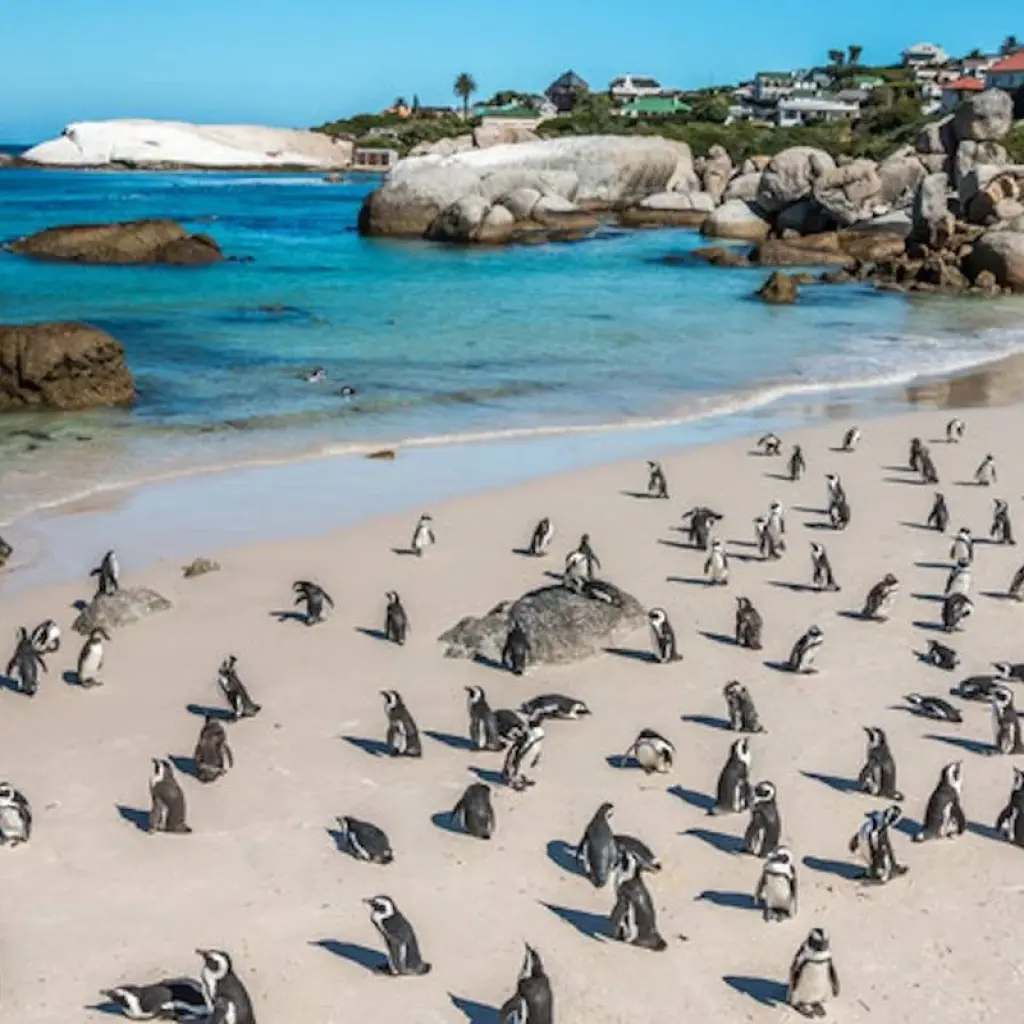 Explore South Africa: From the Cape to Kruger for 13 days with Cosmos and discover unforgettable experiences - Photo 2