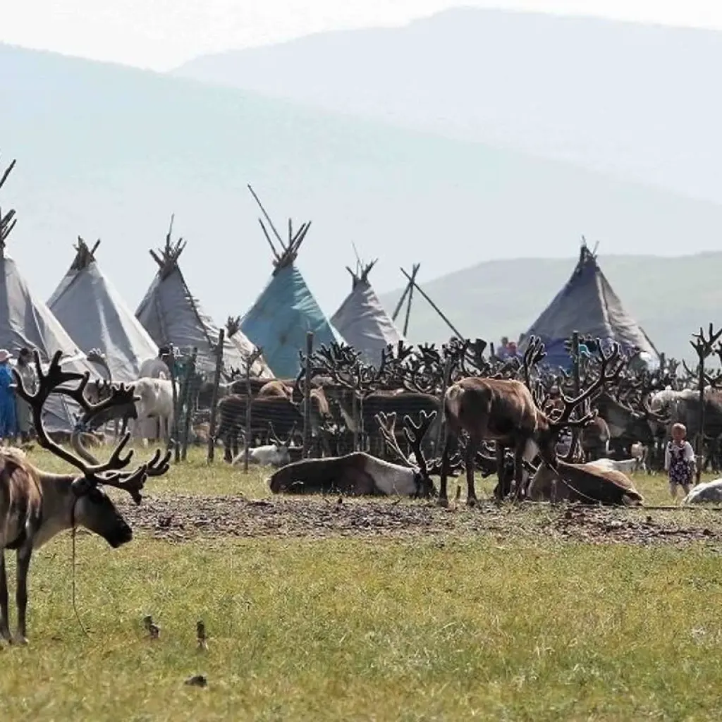 Explore Reindeer Tribes of Mongolia for 10 days with Crooked Compass and discover unforgettable experiences - Photo 2