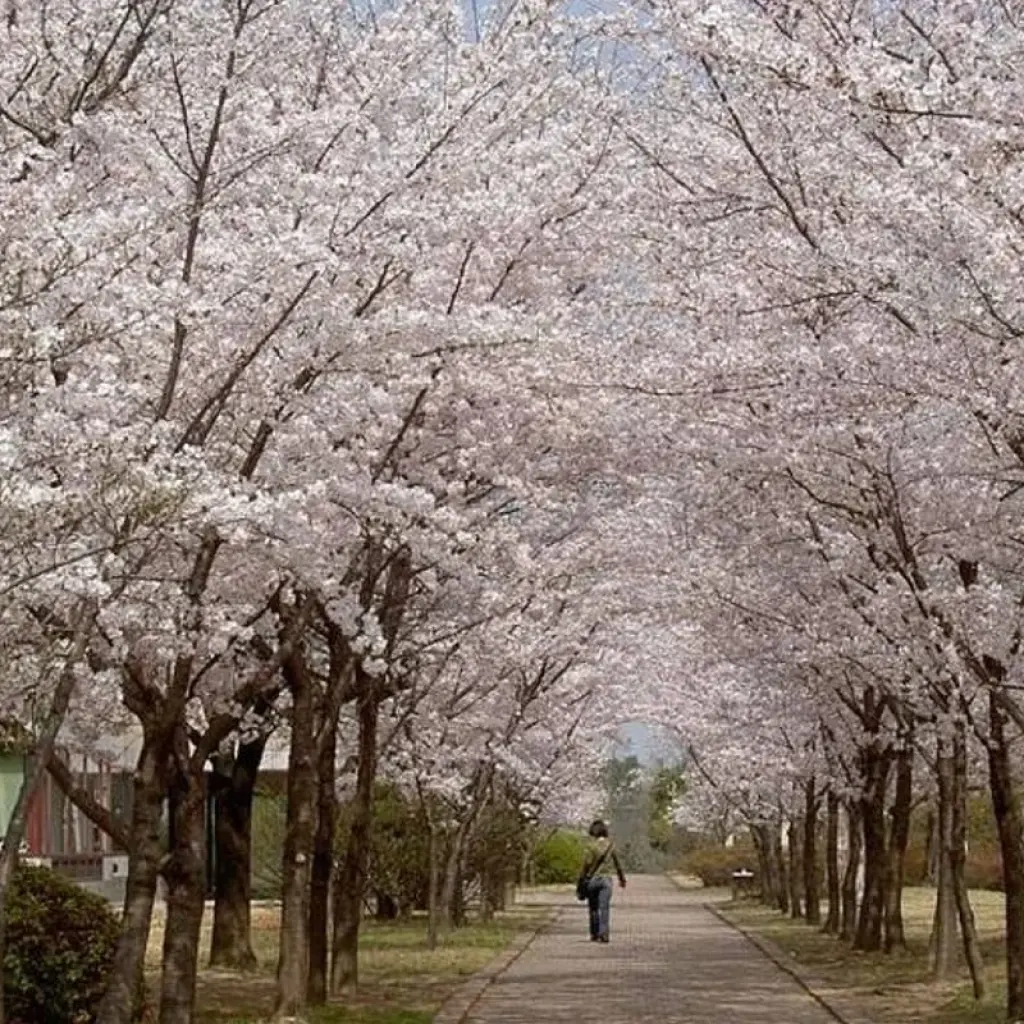 Explore Walking Through Cherry Blossoms for 6 days with Crooked Compass and discover unforgettable experiences - Photo 2