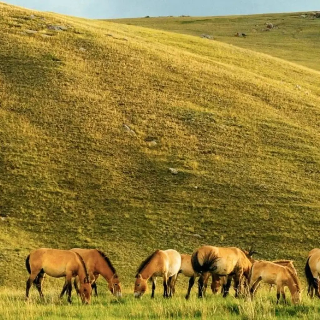 Explore Discovering the Land of Nomads for 13 days with Crooked Compass and discover unforgettable experiences - Photo 2