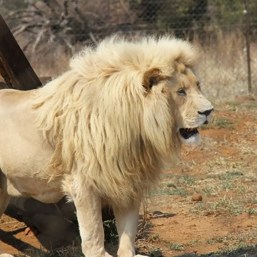 Explore Southern Africa aboard the African Dream: travel to the ends of the earth with extended stay at the Cape Peninsula (port-to-port cruise) for 13 days with CroisiEurope River Cruises and discover unforgettable experiences - Photo 2