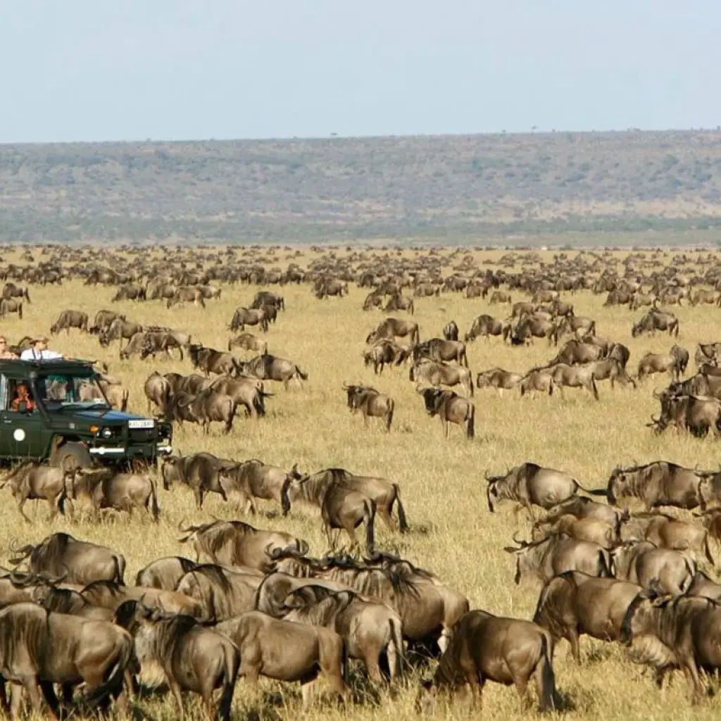 Explore 3 Days Masai Mara Tented Camping Safari for 3 days with Dallago Tours Kenya-Tanzania and discover unforgettable experiences - Photo 2