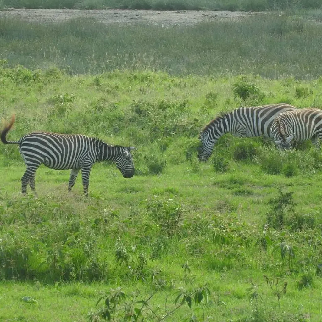 Explore 4 Days Maasai Mara & Lake Nakuru Safari for 4 days with Dallago Tours Kenya-Tanzania and discover unforgettable experiences - Photo 2