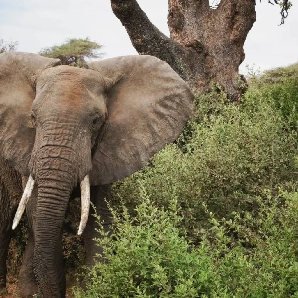 Explore 5 Days Tanzania Safari for 5 days with Dallago Tours Kenya-Tanzania and discover unforgettable experiences - Photo 2