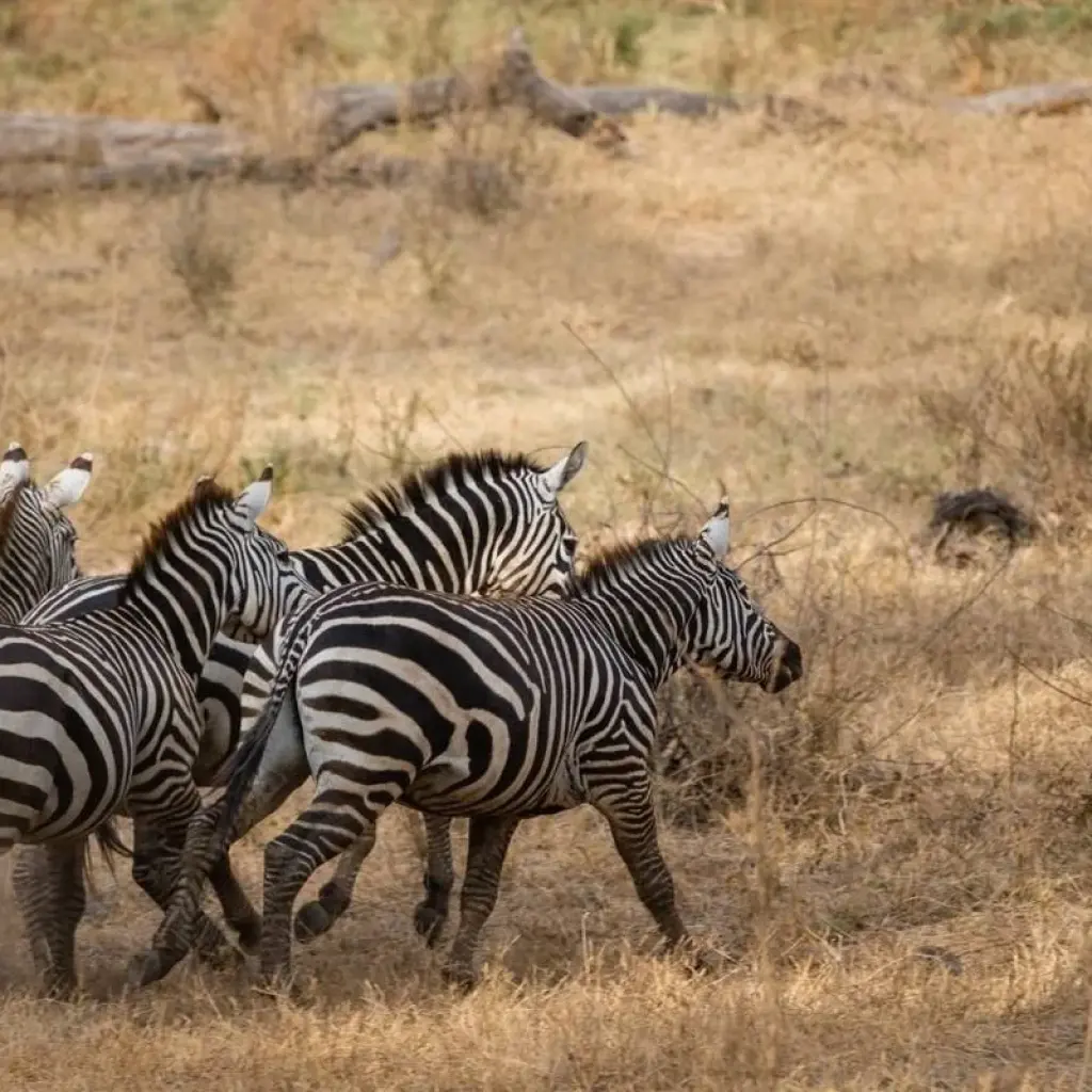 Explore 7  Days Best of Kenya Safari for 7 days with Dallago Tours Kenya-Tanzania and discover unforgettable experiences - Photo 2