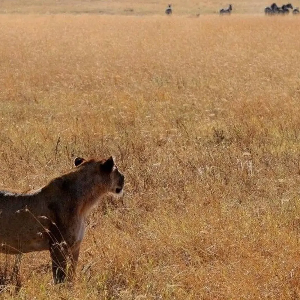 Explore On the Trail of the Wild Dogs for 10 days with DIAMIR Erlebnisreisen and discover unforgettable experiences - Photo 2