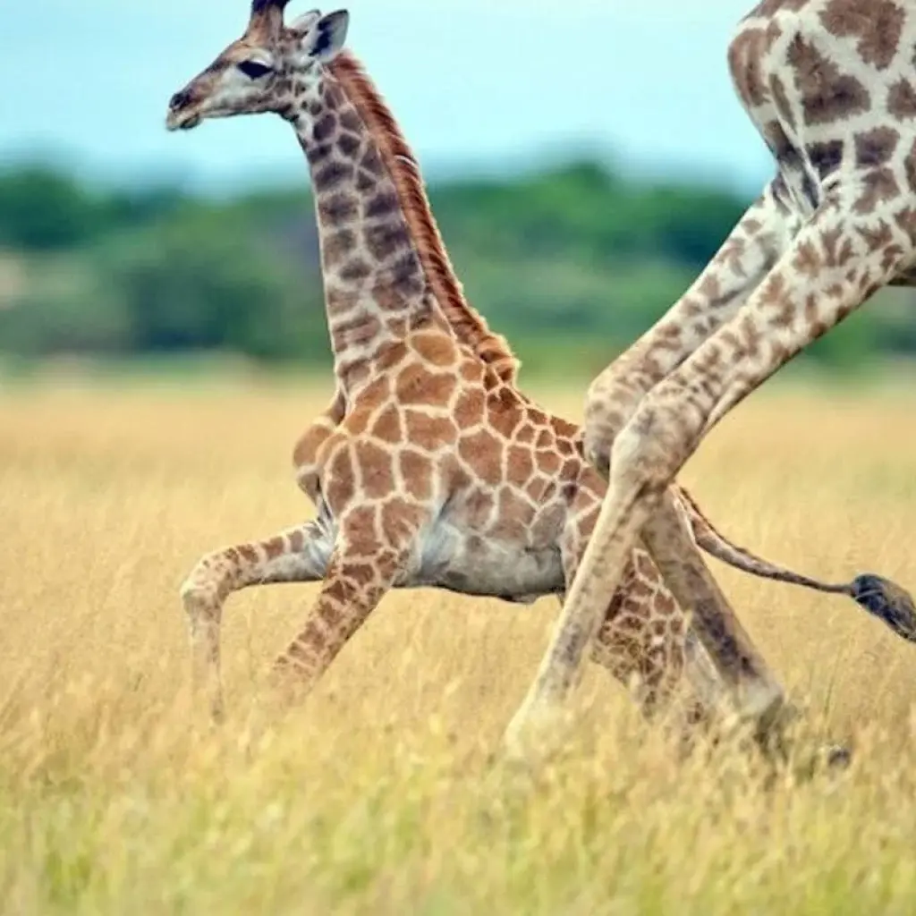 Explore From the Cape to Windhoek as a camping safari for 14 days with DIAMIR Erlebnisreisen and discover unforgettable experiences - Photo 2