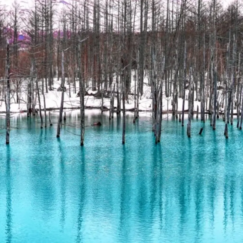 Explore 【Japan】Hokkaido 7 Days Noboribetsu, Asahikawa, Biei Package for 7 days with Delightful Travel and discover unforgettable experiences - Photo 2